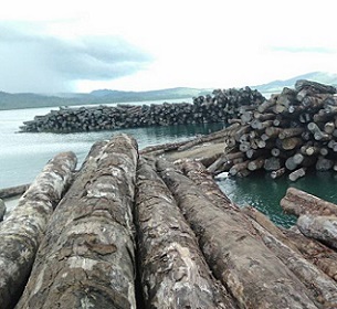 Source -https://pina.com.fj/ Tubi logs lying on the sea front at Korona log camp. The logs may lose their monetary value if they remain there for that long. Source -https://pina.com.fj/