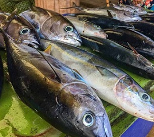 Photo: George J. Maelagi. Freshly caught tuna for sale at the Gizo Fish Market. Photo: George J. Maelagi.