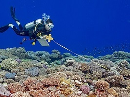 Tonga's declaration of no-fishing areas boosts coral reef recovery