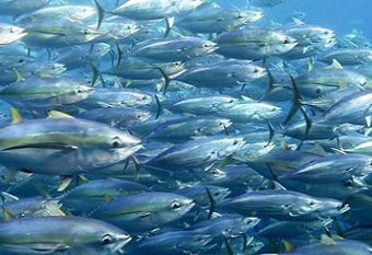 FFA continues to monitor fishing amidst COVID-19 situation