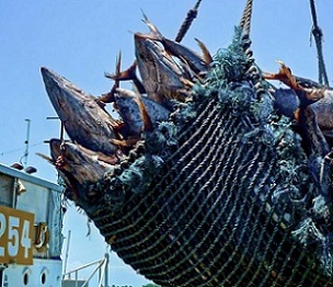 Credit - Forum Fisheries Agency (FFA) Credit - Forum Fisheries Agency (FFA)