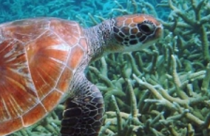 green turtle. Credit - SPREP