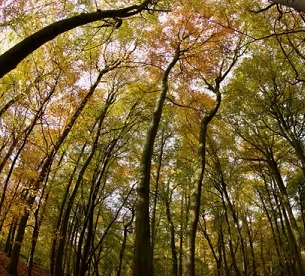 Shell would need an area roughly the size of Italy to offset 35% of its emissions by 2050 using ‘land-based’ techniques, such as tree planting. Photograph: Geoffrey Swaine/Rex/Shutterstock Shell would need an area roughly the size of Italy to offset 35% of its emissions by 2050 using ‘land-based’ techniques, such as tree planting. Photograph: Geoffrey Swaine/Rex/Shutterstock