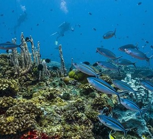 Unknown coral species hauled up in bottom trawling nets - report. Credit - Photo: AFP / Christoph Gerigk / Biosphoto