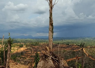A tree stands alone in a logged area prepared for plantation near Lapok in Malaysia’s Sarawak State. Photograph: Saeed Khan/AFP/Getty Images