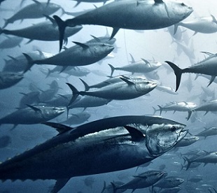 Yellowfin tuna, pictured above, are one of many valuable species of tuna overseen by the Western and Central Pacific Fisheries Commission. Credit - Giordano Cipriani/Getty Images Yellowfin tuna, pictured above, are one of many valuable species of tuna overseen by the Western and Central Pacific Fisheries Commission. Credit - Giordano Cipriani/Getty Images