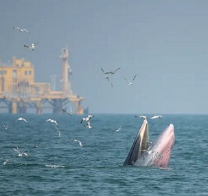 Whales swim near an offshore oil rig. (Shutterstock) Whales swim near an offshore oil rig. (Shutterstock)