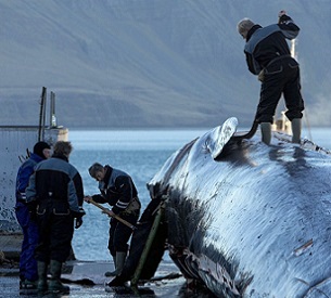 Scientists around the world work with samples collected by commercial whalers. Photo by Arctic Images/Alamy Stock Photo Scientists around the world work with samples collected by commercial whalers. Photo by Arctic Images/Alamy Stock Photo
