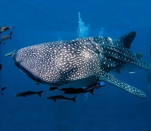 Credit - Shutterstock Whale Shark. Credit - Shutterstock