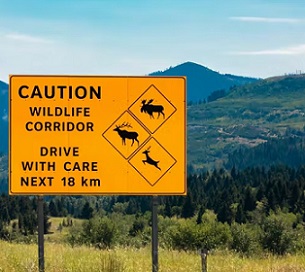 Credit - Shutterstock Wildlife corridors help reduce human-wildlife conflict by connecting fragmented habitats. Credit - Shutterstock