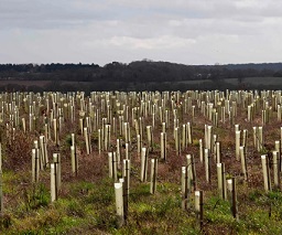 ‘The ‘net gain’ principle has been used repeatedly as an excuse to destroy precious wild places, replacing them with uniform saplings in plastic guards.’ Photograph: Justin Tallis/AFP via Getty Images