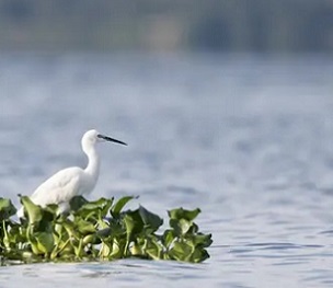 Photograph: Matti Saranpaa/Exeter University The little egret, a member of the heron family. Scientists analysed more than 27,000 waterbird populations for the study. Photograph: Matti Saranpaa/Exeter University