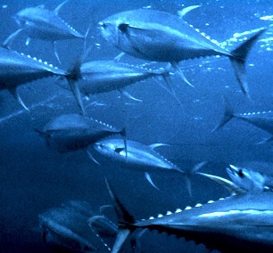 Yellowfin tuna (Thunnus albacares). Credit - CC0 Public Domain Yellowfin tuna (Thunnus albacares). Credit - CC0 Public Domain