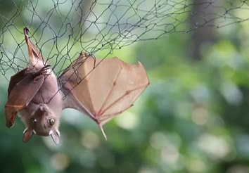 Bats may harbour viruses, but should not be persecuted, say experts. Credit - Getty Images
