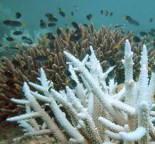 A bleached coral in the foreground. Image courtesy of Wikimedia Commons. A bleached coral in the foreground. Image courtesy of Wikimedia Commons.