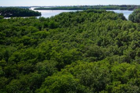 Carbon credit