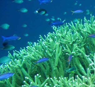 coral reef