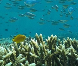 Credit - www.mongabay.com coral reefs. Credit - www.mongabay.com