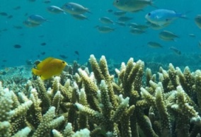 coral reef. credit - www.mongabay.com