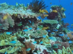 Fiji coral reefs. credit - Fbcnews.com.fj