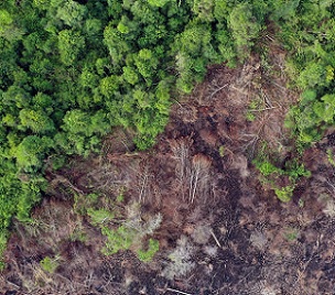 Deforestation in Borneo. Photo credit: Rhett A. Butler Deforestation in Borneo. Photo credit: Rhett A. Butler