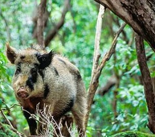 A feral Pig. Image credit: Tui De Roy / Roving Tortoise Photos