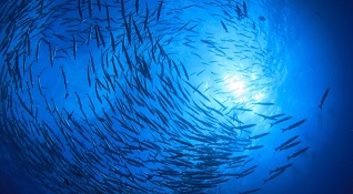 high seas MPAs