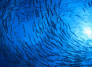marine environments