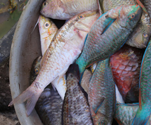 fish basket