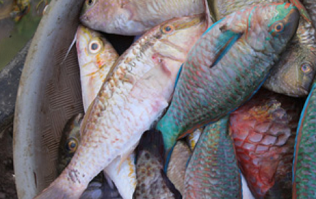 fish in basket