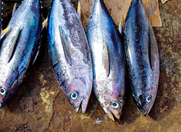 Tuna fisheries. credit - FFA