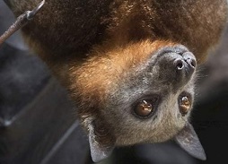 Flying Fox