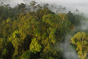 intact native rainforest