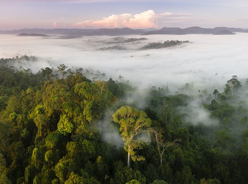 forest protected area
