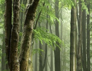 Credit -CC0 Public Domain Tropical Forest. Credit -CC0 Public Domain