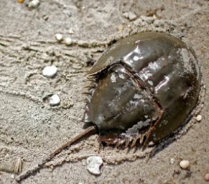 The blue blood of horseshoe crabs is sensitive to toxic bacteria and is widely used to detect impurities in vaccines, including those for Covid-19. Photograph: Mike Segar/Reuters The blue blood of horseshoe crabs is sensitive to toxic bacteria and is widely used to detect impurities in vaccines, including those for Covid-19. Photograph: Mike Segar/Reuters