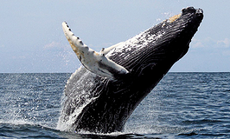 Humpback whale breaching. Photo credit - Whit Welles