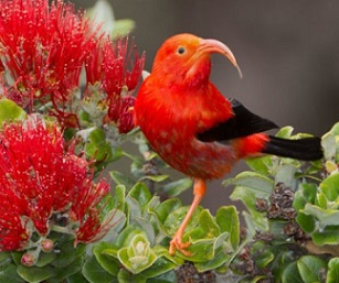 With its curved bill and spectacular plumage, the iiwi is a species of Hawaiian honeycreeper endemic to the islands. Credit - Jack Jeffrey Photography