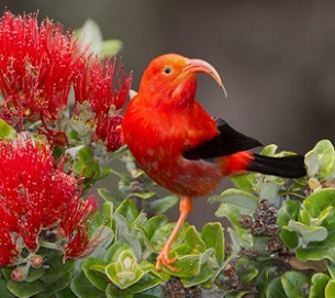 the iiwi is a species of Hawaiian honeycreeper endemic to the islands. Credit - Jack Jeffrey Photography