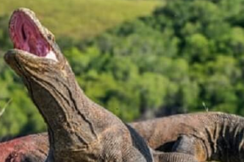 komodo dragon
