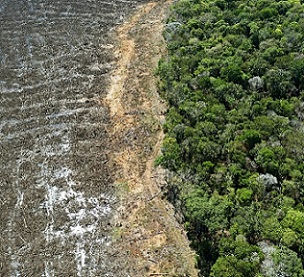Tropical deforestation has occurred for the production of beef, sugar cane and soybean in the Brazilian Amazon, oil palm in Southeast Asia, and cocoa in Nigeria and Cameroon. Credit - www.phys.org