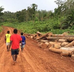 Landowners walking along a logging road in an illegally logged forest, Metamin area, New Hanover, PNG. Photo: Global Witness Media Hub Landowners walking along a logging road in an illegally logged forest, Metamin area, New Hanover, PNG. Photo: Global Witness Media Hub