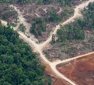 Credit - Paul Hilton/Greenpeace. Logging roads in Papua New Guinea’s East New Britain Province. Since the introduction of SABLs in 1996, more than 5 million hectares (12 million acres) of virgin forest have been logged. Image by Paul Hilton/Greenpeace.