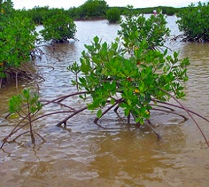 Credit - V. Jungblut mangroves, Tikina Wai, Fiji. Credit - V. Jungblut