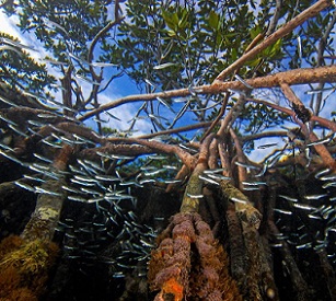 The stilt-like roots of mangroves provide complex habitats for a variety of nearshore species, including fish. Photo by Christian Ziegler/Minden Pictures The stilt-like roots of mangroves provide complex habitats for a variety of nearshore species, including fish. Photo by Christian Ziegler/Minden Pictures