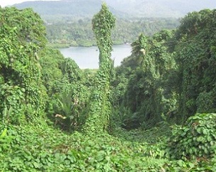 Merremia peltata