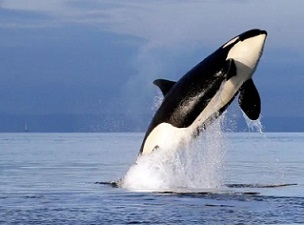 Canada has joined the Global Ocean Alliance, an international group of nearly two dozen other countries working to protect the world's oceans. (The Associated Press)