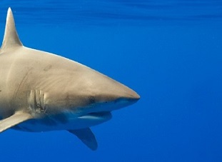Oceanic whitetip sharks were historically one of the most abundant sharks in the world’s oceans, but due to both U.S. and international fishing pressure, the population has declined significantly. PAUL SOUDERS / GETTY IMAGES