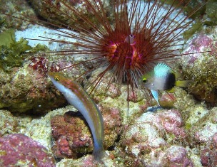 Papahanaumokuakea and Pacific Remote Islands Marine National Monuments. Credit - NOAA