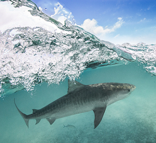 A tiger shark at Papahānaumokuākea Marine National Monument, which encompasses 582,578 square miles of the Pacific Ocean and is one of the largest marine protected areas in the world. Photo by Papahānaumokuākea Marine National Monument / Koa Matsuoka. A tiger shark at Papahānaumokuākea Marine National Monument, which encompasses 582,578 square miles of the Pacific Ocean and is one of the largest marine protected areas in the world. Photo by Papahānaumokuākea Marine National Monument / Koa Matsuoka.